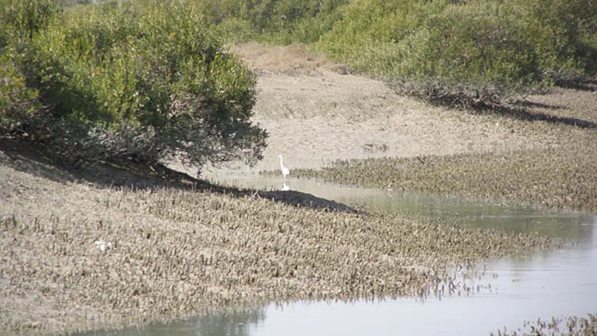 Oil Contamination Threatens Iran's Hara Mangrove Forests