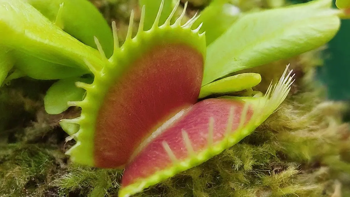 Venus Flytrap – Unlocking the Snap Mechanism