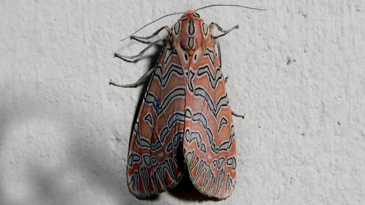Antaram idukki – New Tiger Moth from the Western Ghats