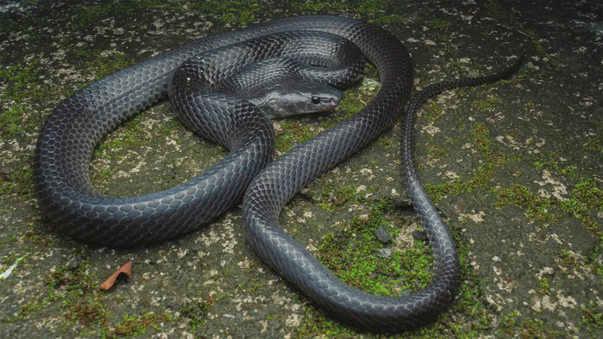 Lycodon irwini – New Wolf Snake from Great Nicobar