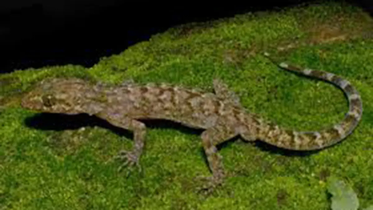 Cyrtodactylus raimonaensis