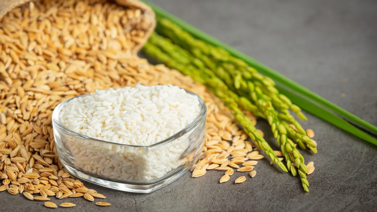 Adam Chini Rice – Reviving a Heritage Grain