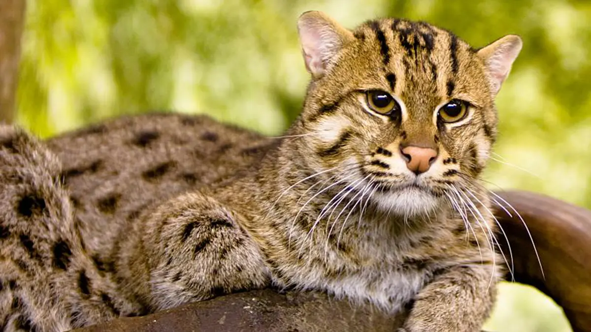 Fishing Cats in Kaziranga National Park