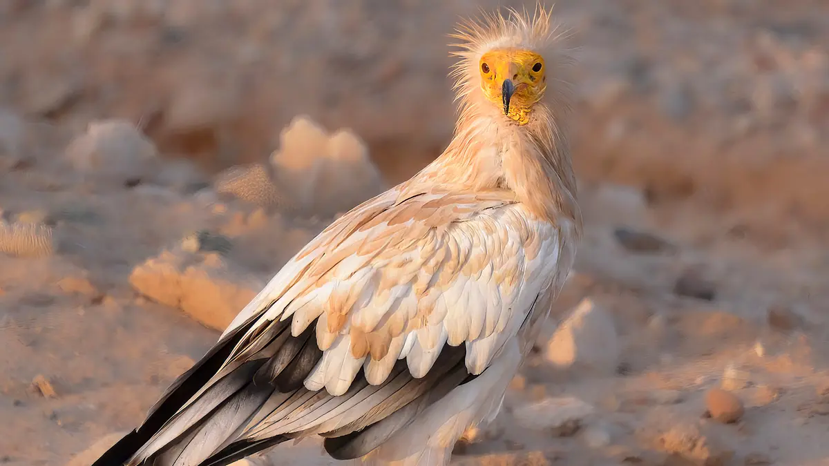 Egyptian Vulture at Risk of Local Extinction