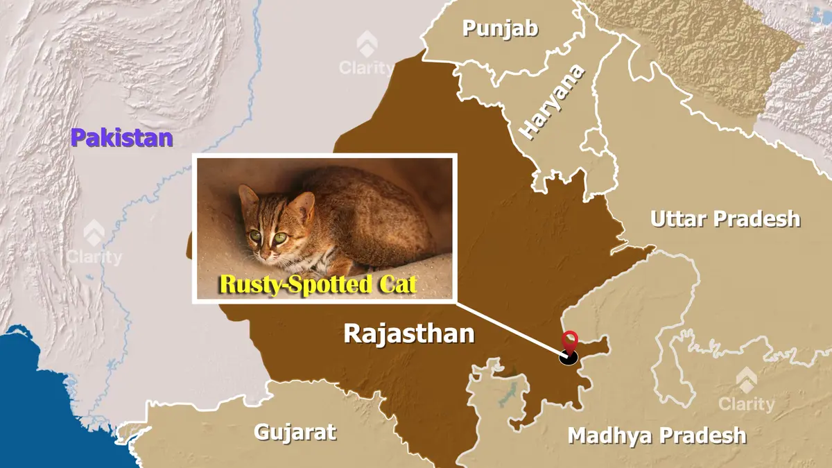 Rusty‑Spotted Cat: The World’s Smallest Wild Feline