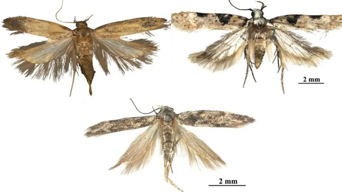 Three New Moth Species Discovered in the Himalayas