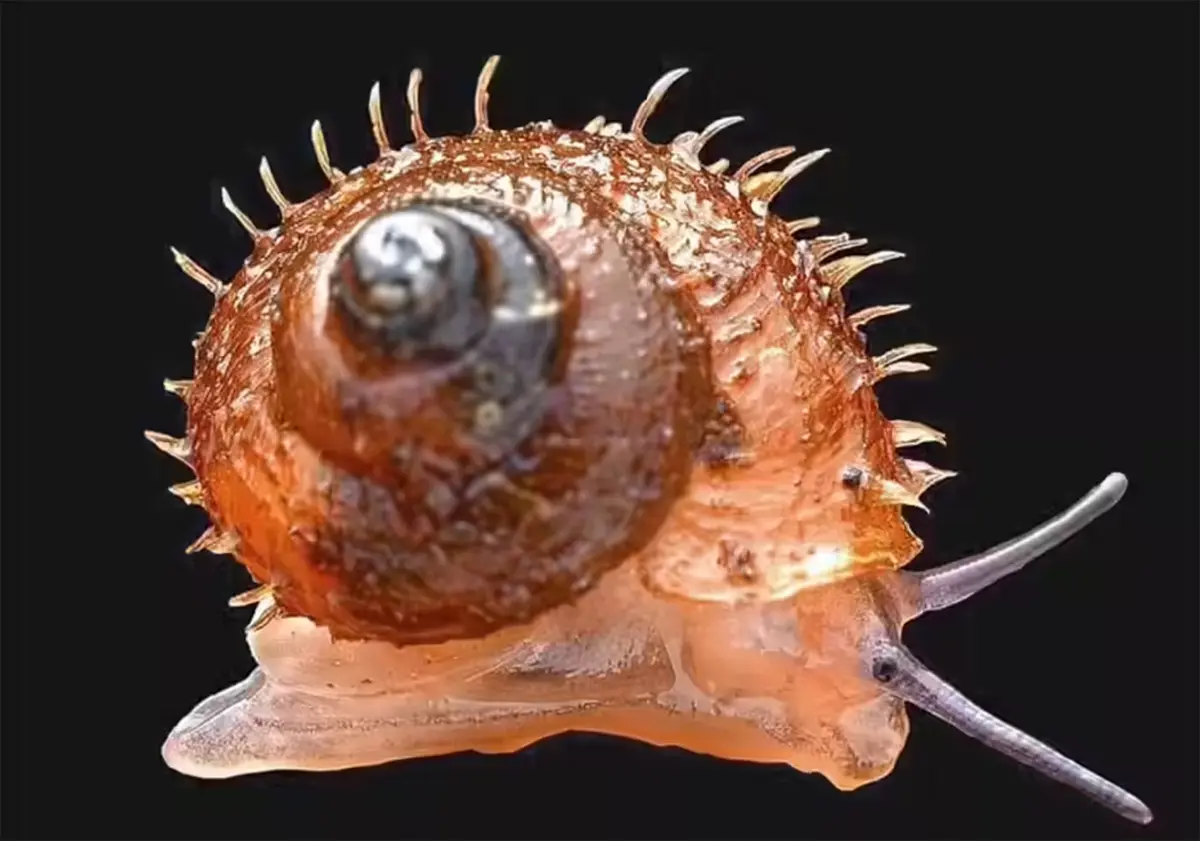 Lagocheilus hayaomiyazakii – New Hairy Snail Species in Maharashtra