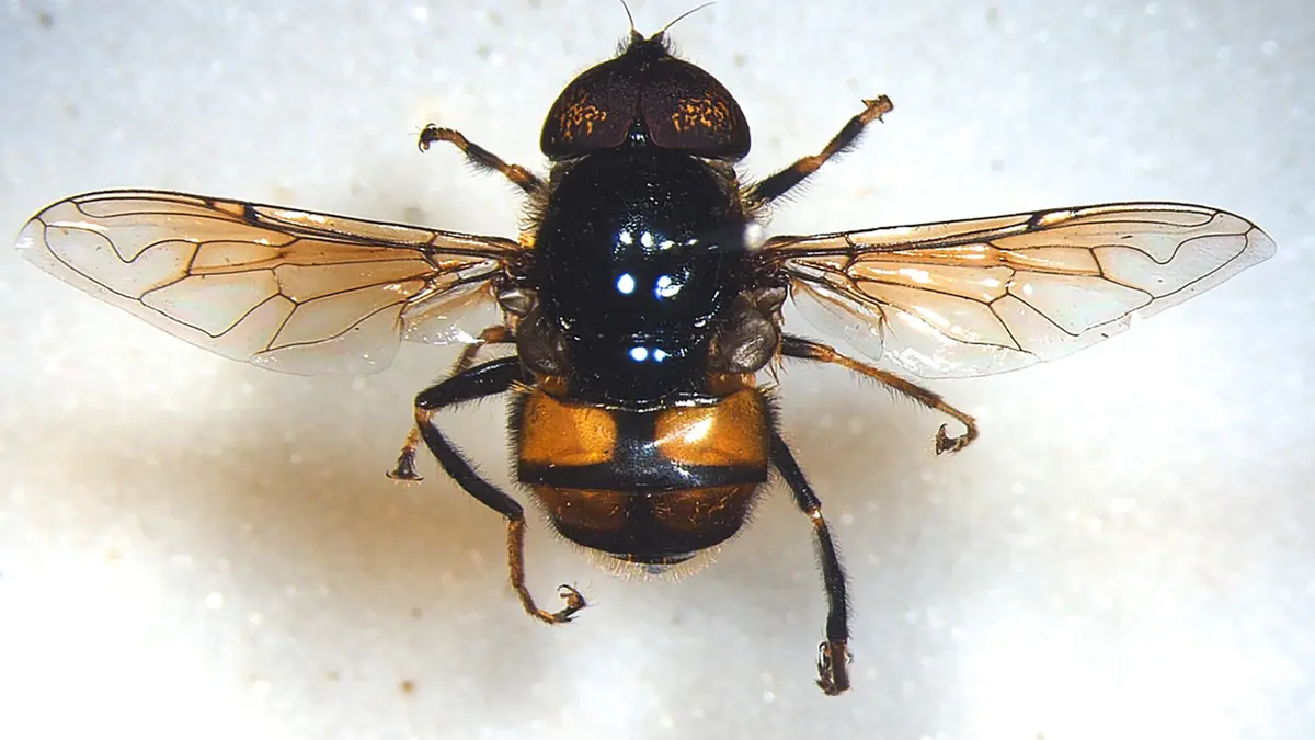 New Hoverfly Species Discovered in West Bengal