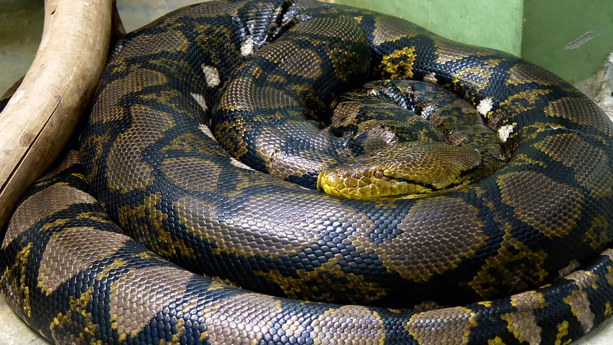 Reticulated Python – World’s Longest Snake