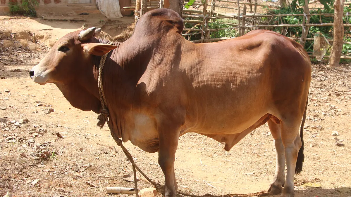 Assisted reproduction produces five Sahiwal calves