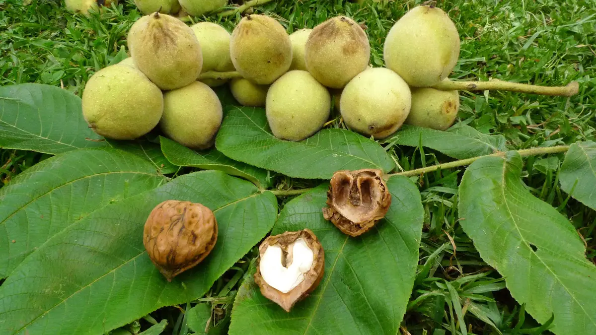Manchurian Walnut Tree and Its Weed‑Killing Potential