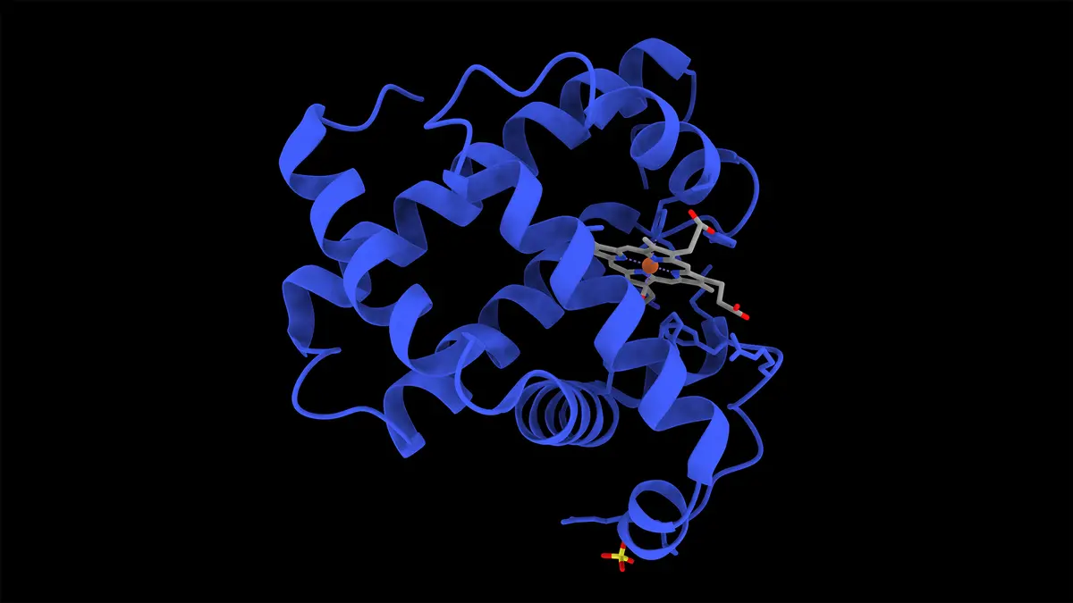 Animal Myoglobin Produced Inside Engineered Plant Cells