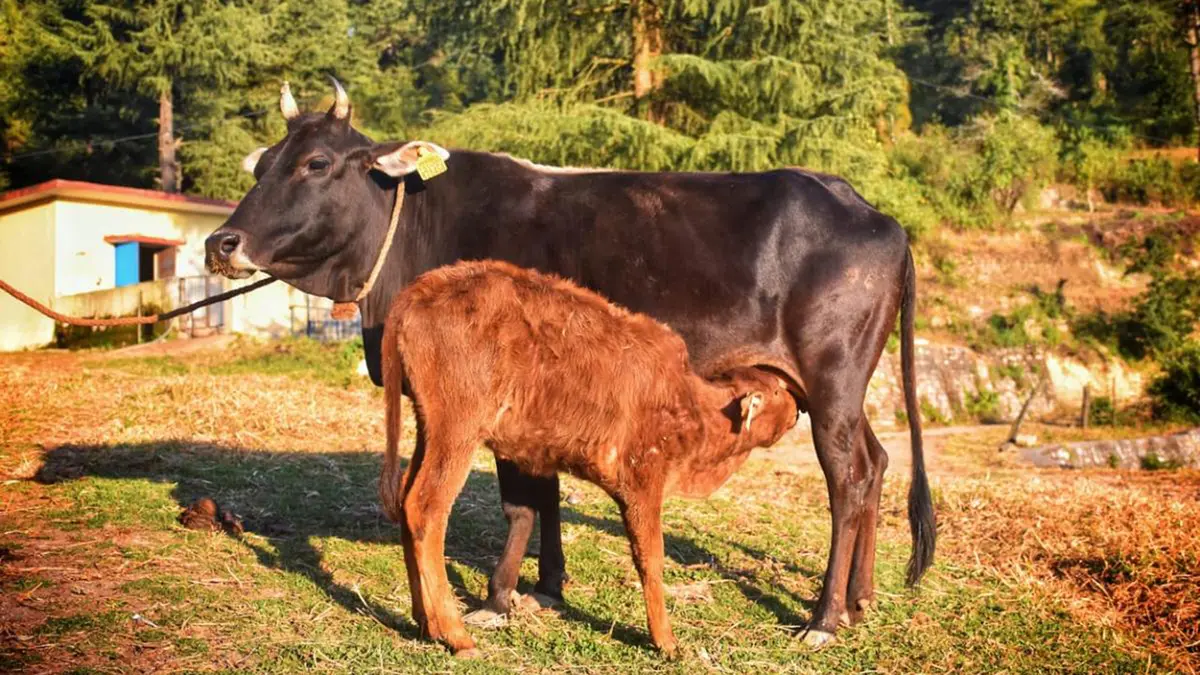 Badri Cattle: OPU-IVF Calf Born at Pantnagar via a Sahiwal Recipient
