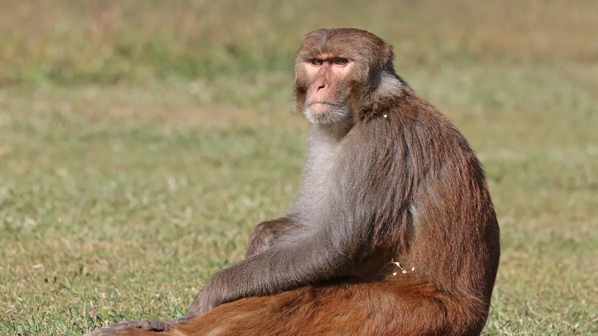 Rhesus Macaque – A Common Yet Important Primate