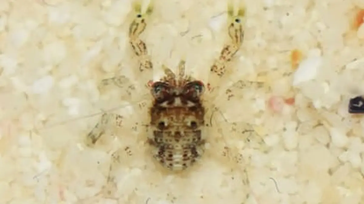 Discovery of a New Crab Species – Galathea balasubramaniani