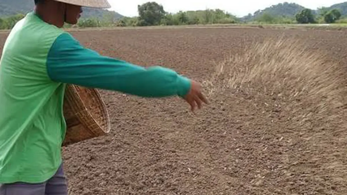 Direct‑Seeded Rice – New Varieties for Water‑Saving Agriculture