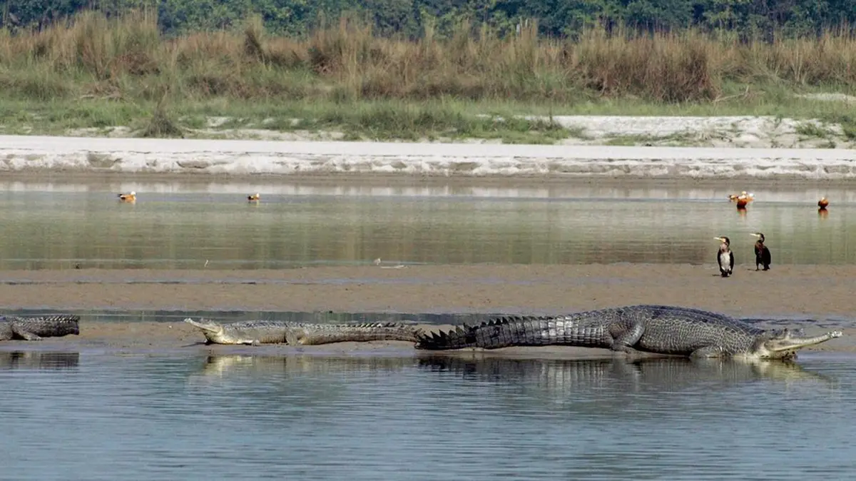 National Chambal Sanctuary – Supreme Court Concern on Sand Mining