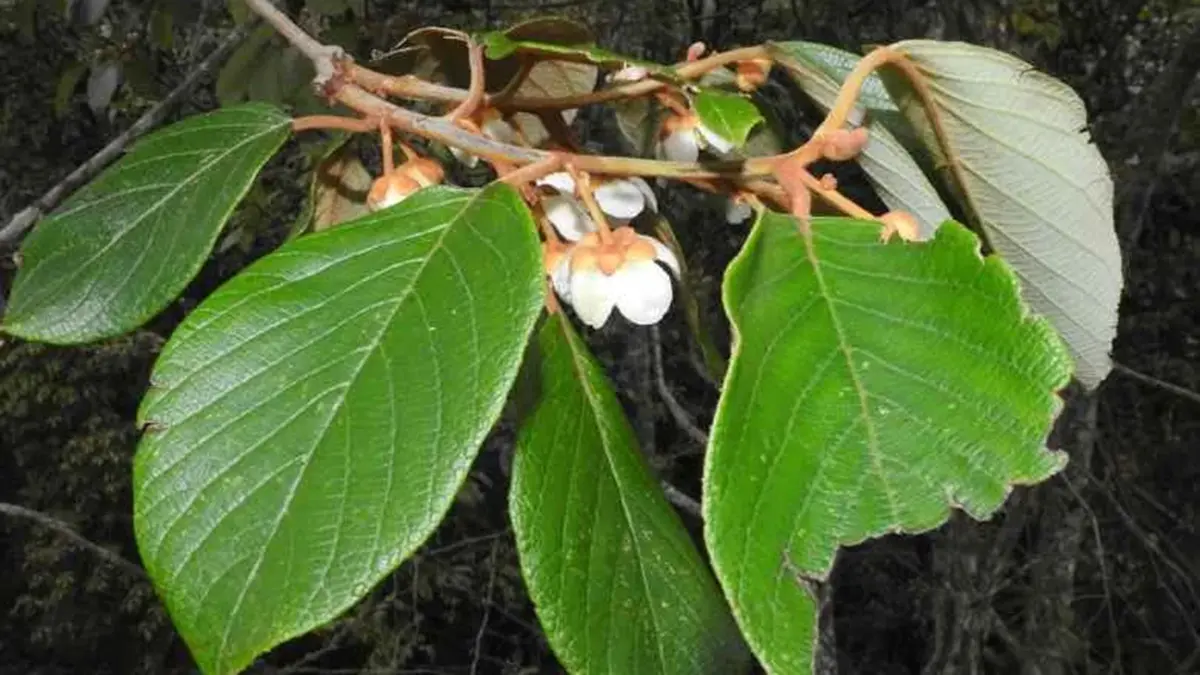 Discovery of Actinidia indica – a new wild kiwi species