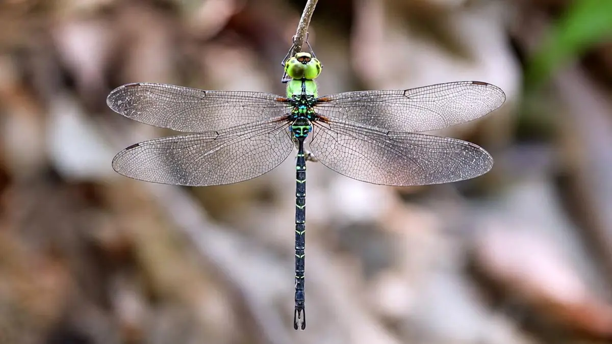 Spoon-tailed Duskhawker: Discovery in Namdapha National Park