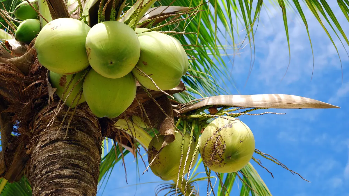 Coconut – India’s Leading Producer and Promotion Scheme