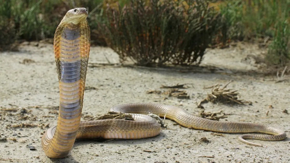 Caspian Cobra: Two Deaths in Chamba Are India's First on Record