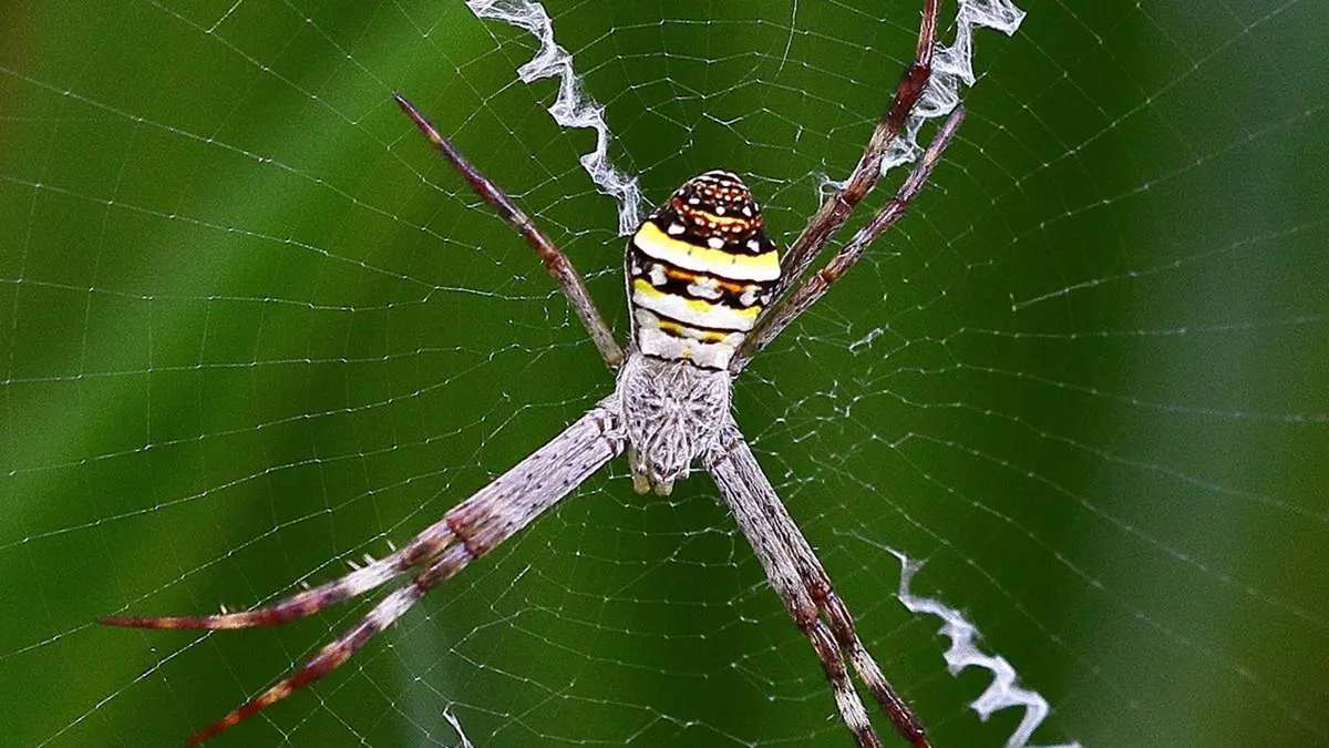 Stabilimenta: Unraveling the Purpose of Silk Decorations in Spider Webs