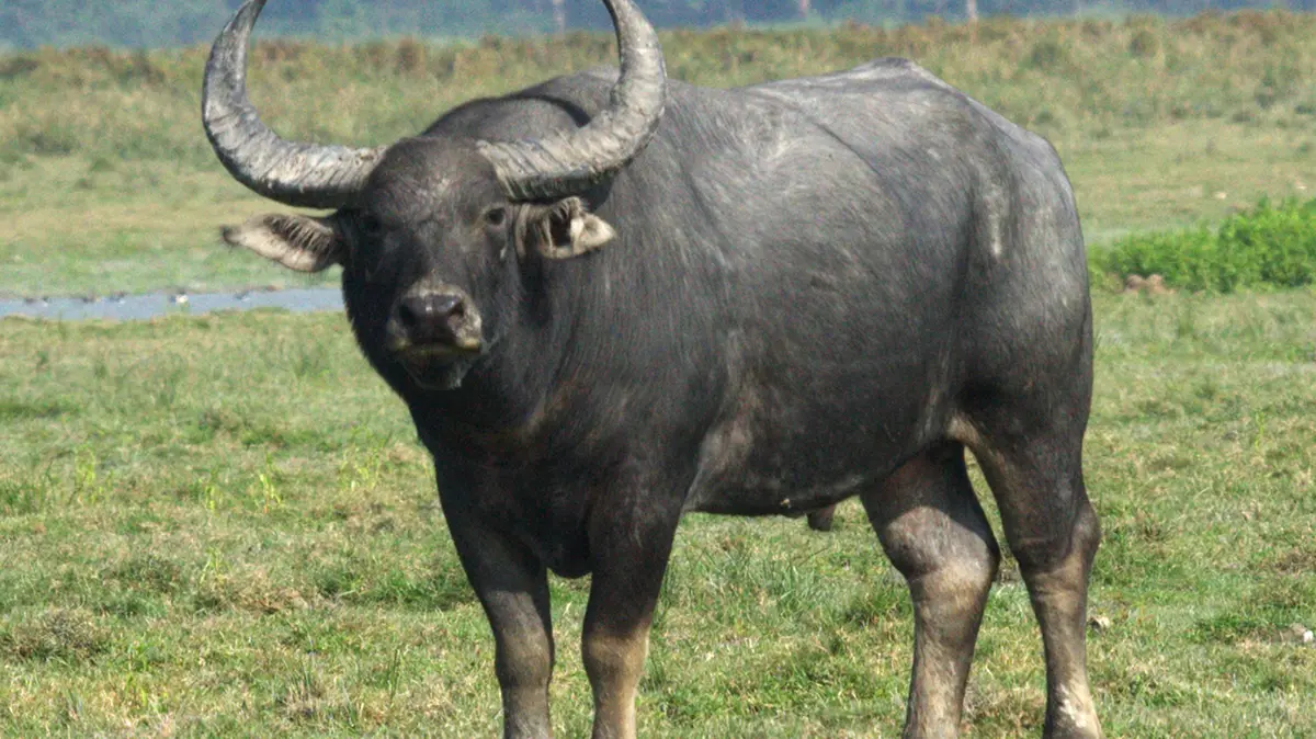 Asiatic Wild Buffalo: Chhattisgarh Recovery and Release Plan