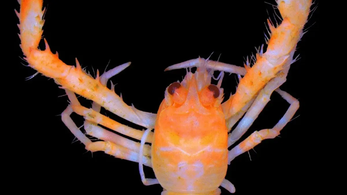 Discovery of Leiogalathea samudragiri: A New Deep‑Sea Squat Lobster