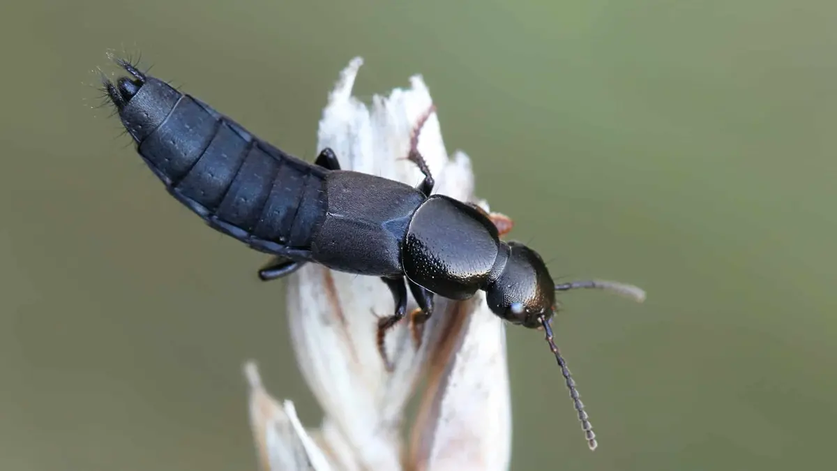 Stenus Beetles: 15 New Species Discovered in Arunachal Pradesh