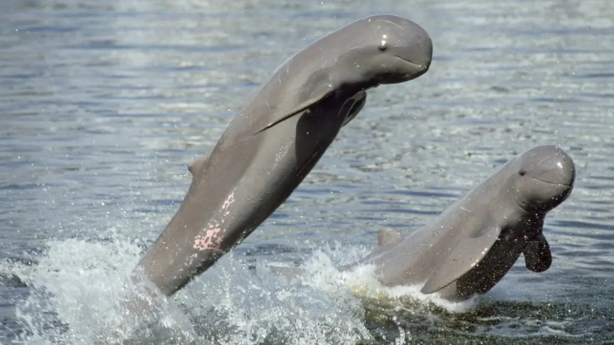 Irrawaddy Dolphin – Nationwide Survey under Project Dolphin