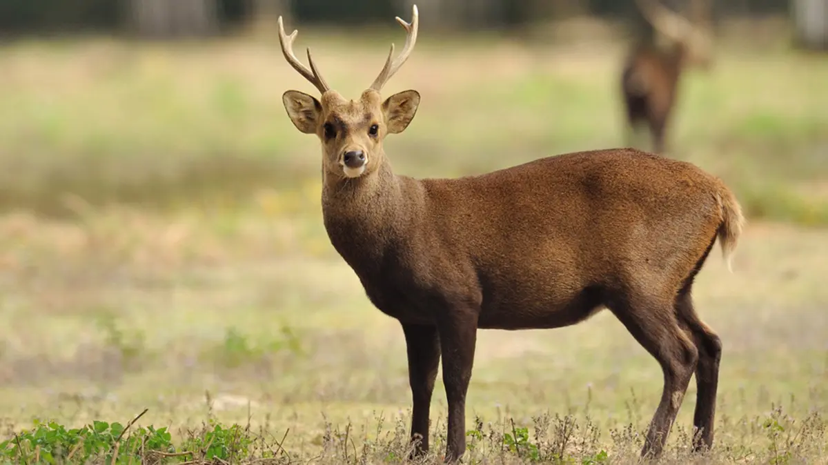 Hog Deer and the Rare Albino in Kaziranga