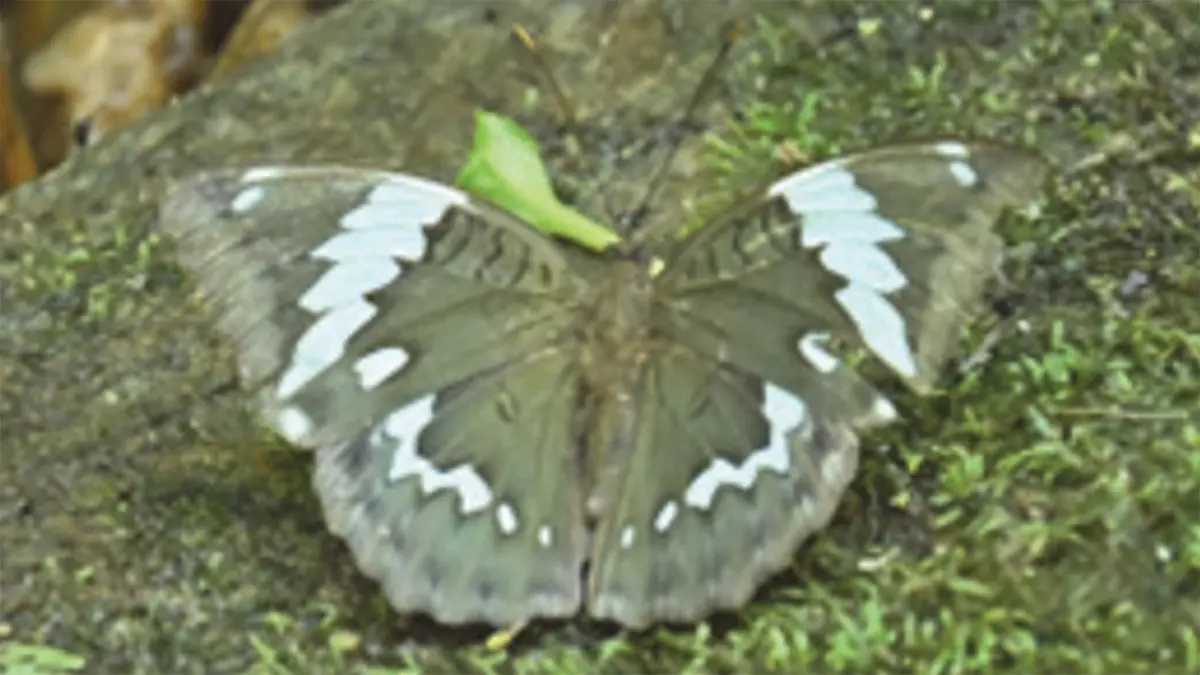 Discovery of the Basar Duke Butterfly (Euthalia zubeengargi)