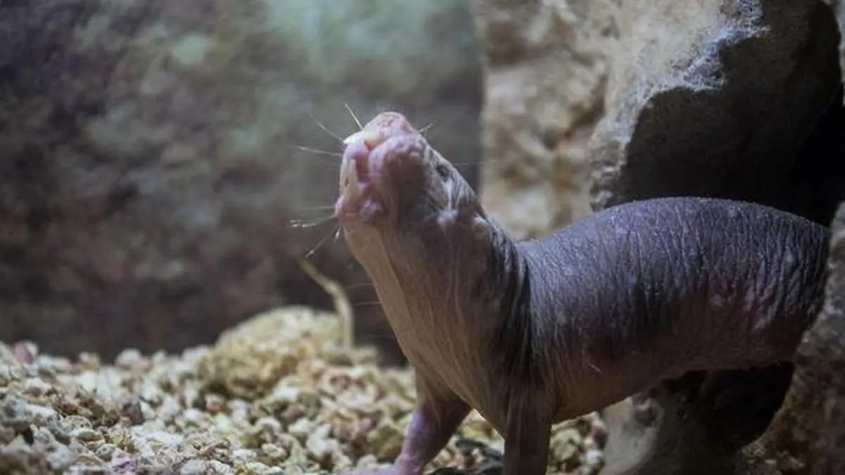 Naked Mole‑Rat DNA Repair: Four Tiny Mutations Linked to Longevity