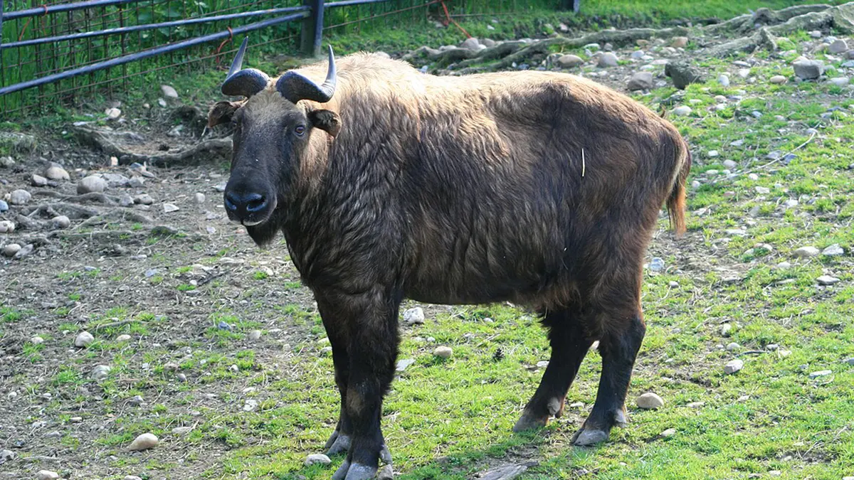 Mishmi Takin – Rare Herd Recorded in North Sikkim