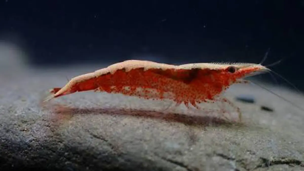 Caridina sharmai – A New Freshwater Shrimp from the Gomti