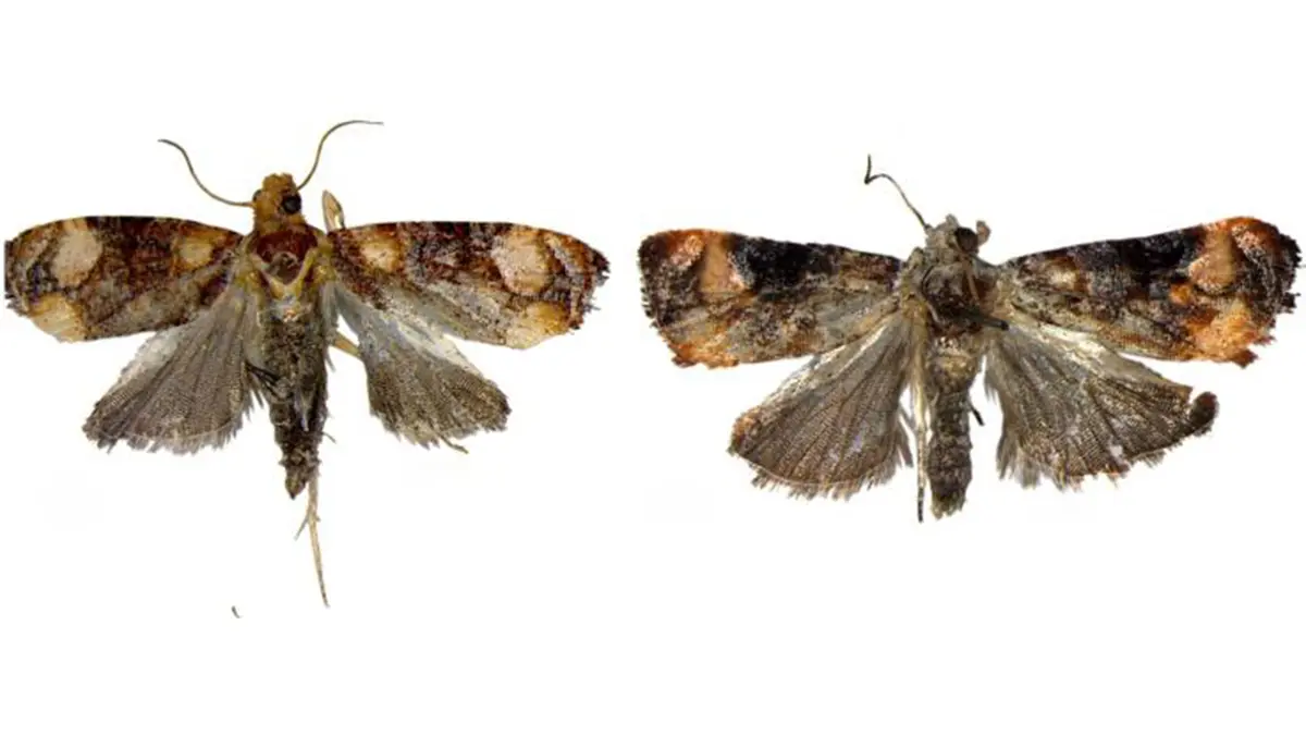 Two New Moth Species – Eudemopsis hunliensis and Eudemopsis gobuka