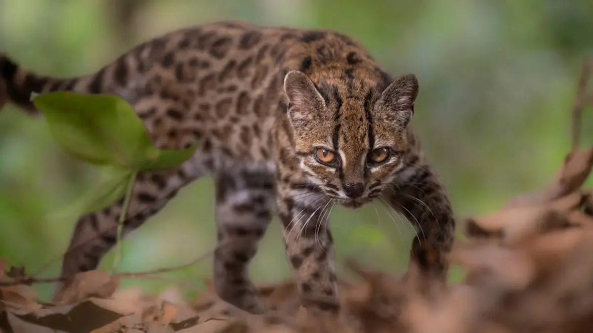 Leopardus tilcayo: New Wild Cat Species from Bolivia's Yungas