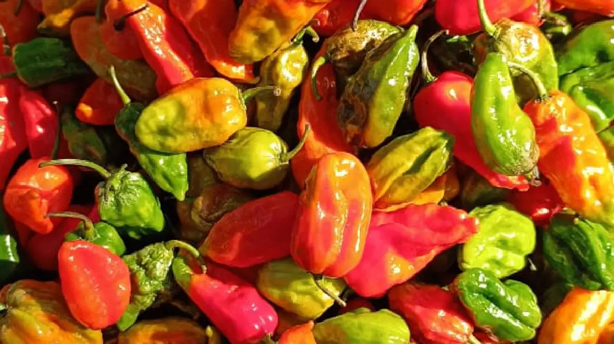 Raja Mircha: Nagaland King Chilli, GI Tag and Export Route