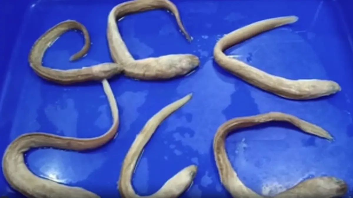 Bathymyrus perplexus: New Bay of Bengal Eel From 32 Specimens