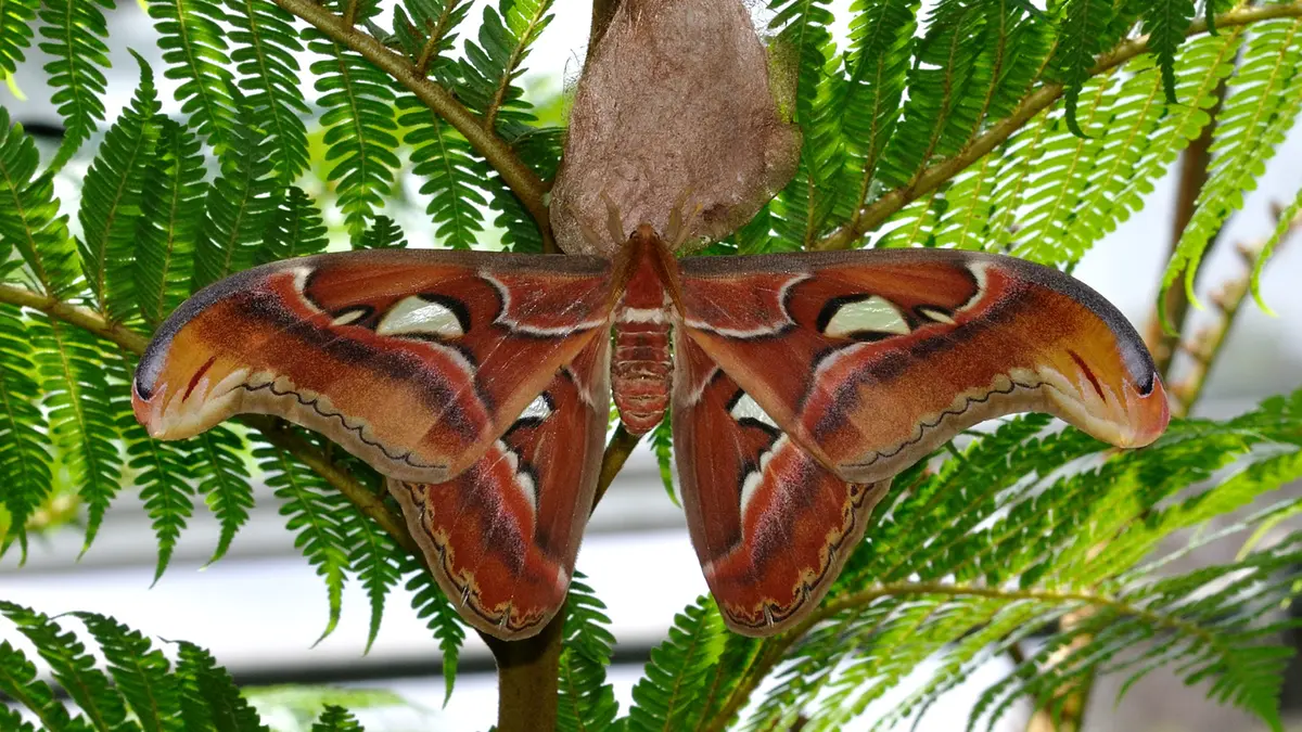 Atlas Moth Spotted in Karnataka