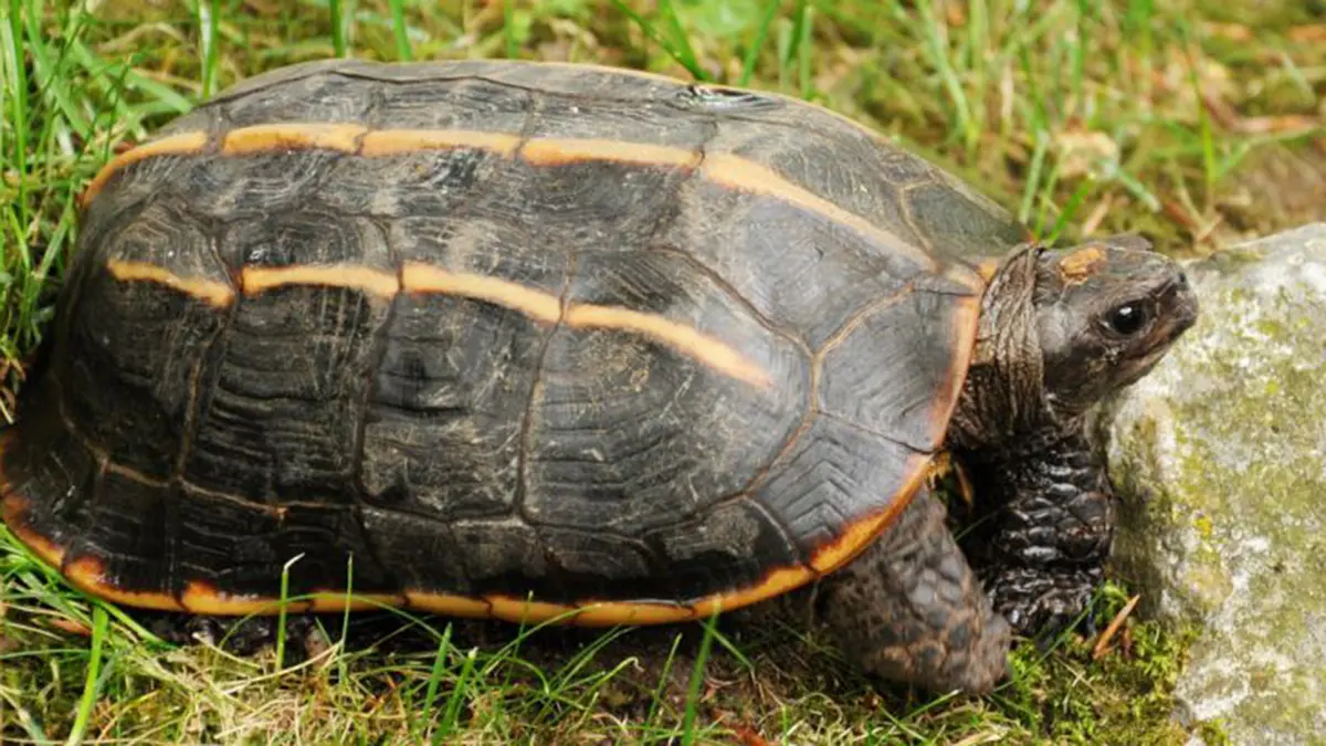 Himalayan Tricarinate Hill Turtle spotted in central India