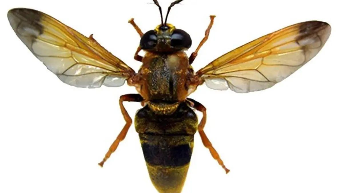 Discovery of Rare Ant‑Fly Species: Metadon ghorpadei and Metadon reemeri