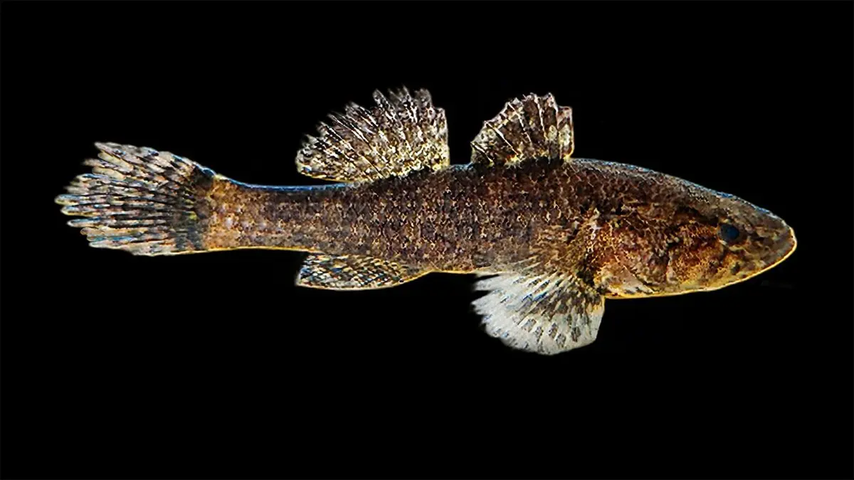 Discovery of Butis bargabhimae in West Bengal