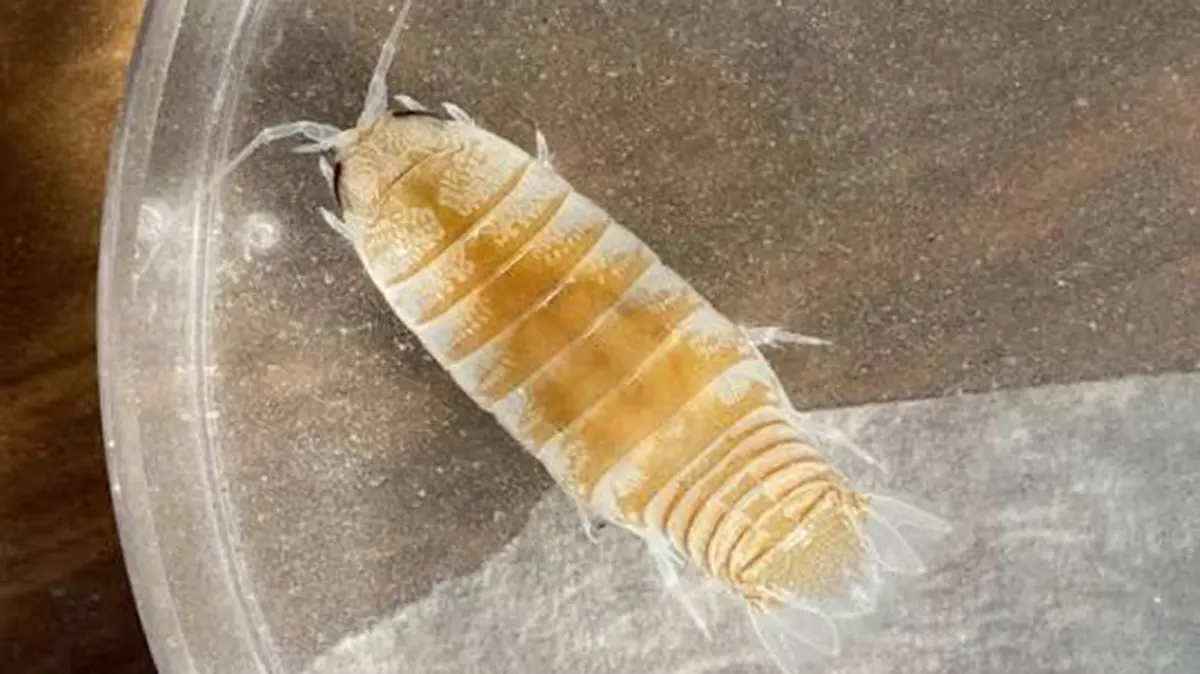 Alpaca-Derived Nanoantibodies Tested against Salmon Lice