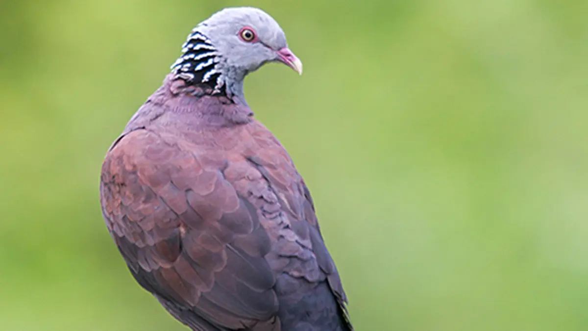 Nilgiri Wood Pigeon – Climate Change Threat to a Western Ghats Bird