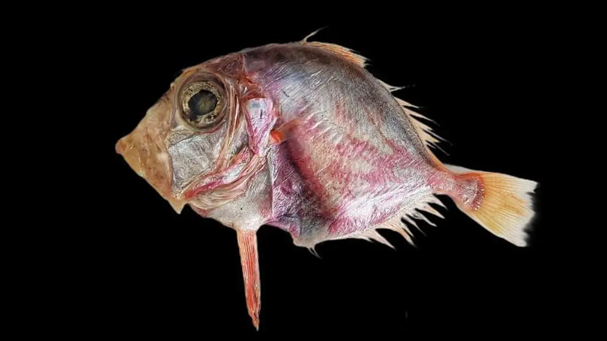 Cyttopsis indica – New Deep‑Sea Fish Species