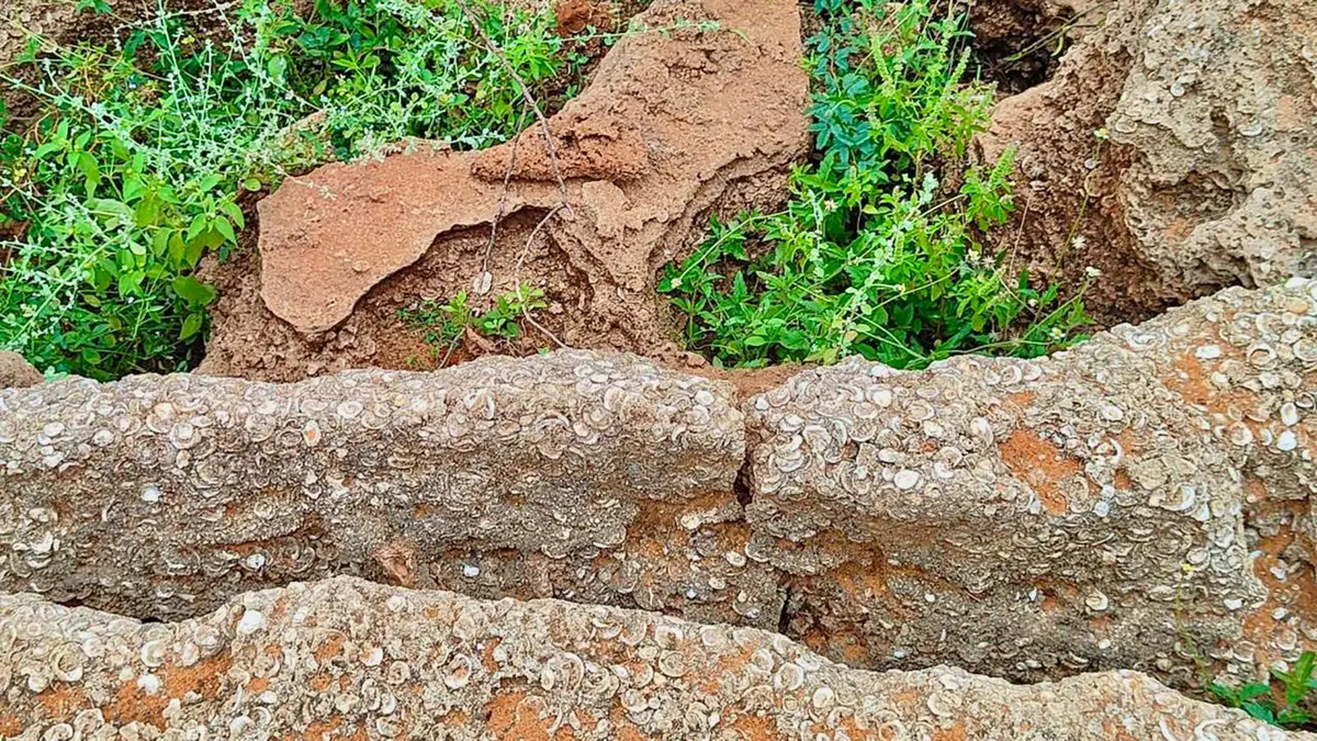 Holocene Epoch and Fossil Bed Discovery