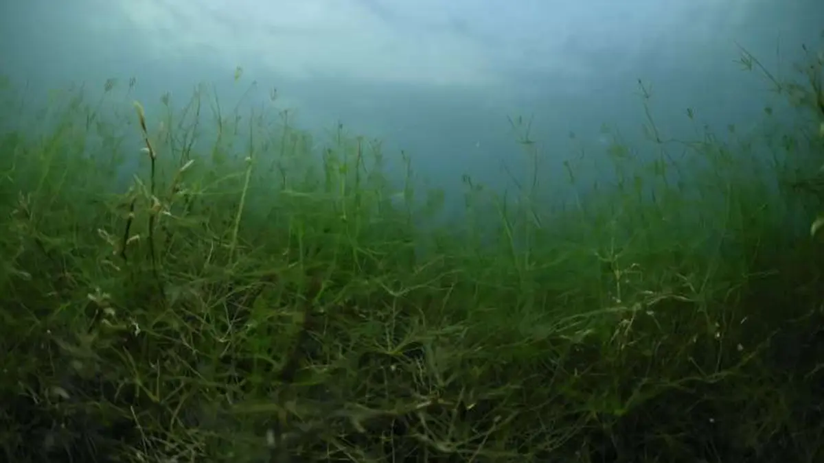 Charophytes – Ancient Green Algae Linking Water and Land