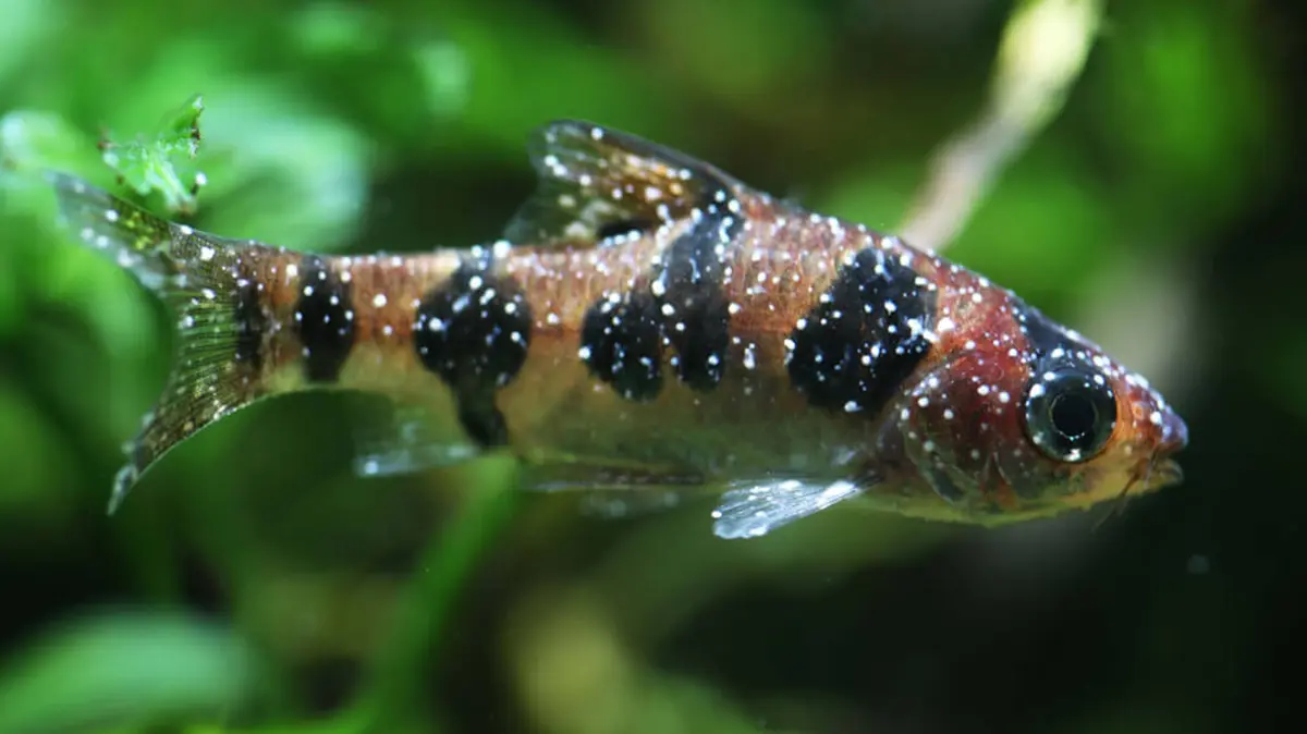 White Spot Disease in Crustaceans