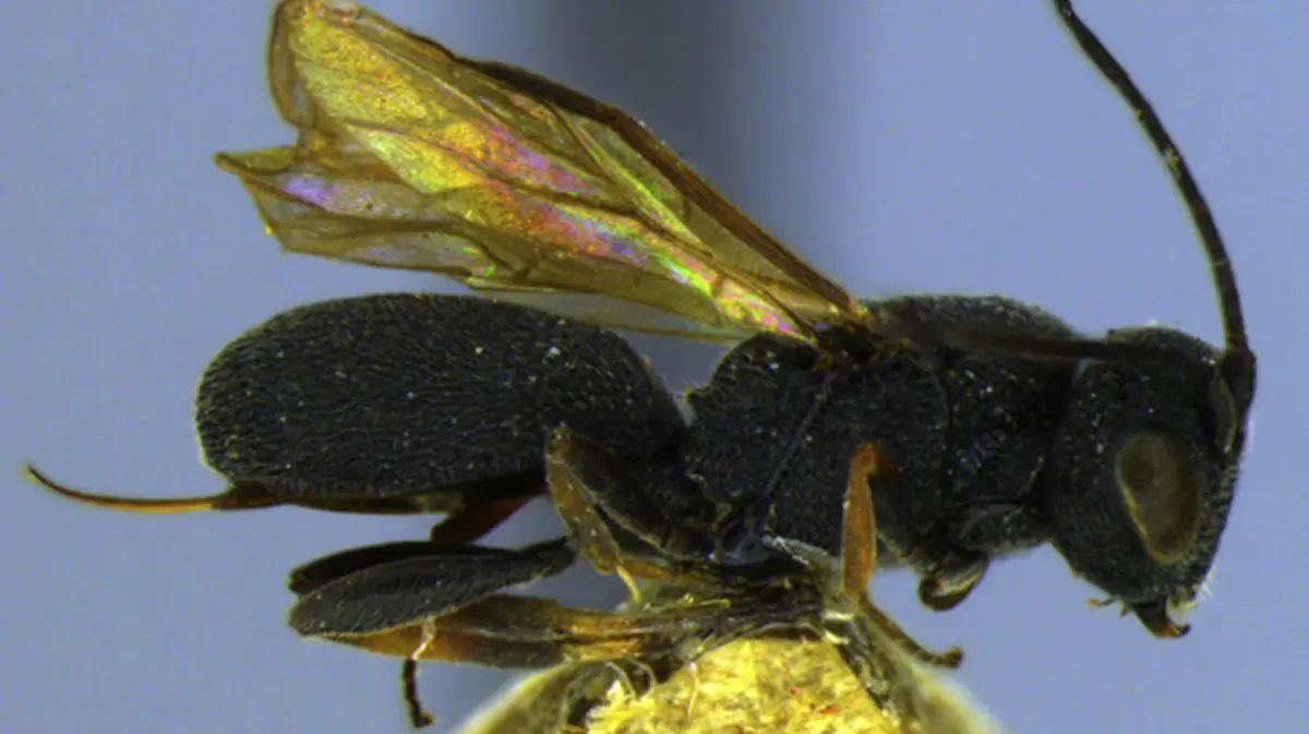 New Parasitic Wasp – Chelonus (Carinichelonus) mahadeb